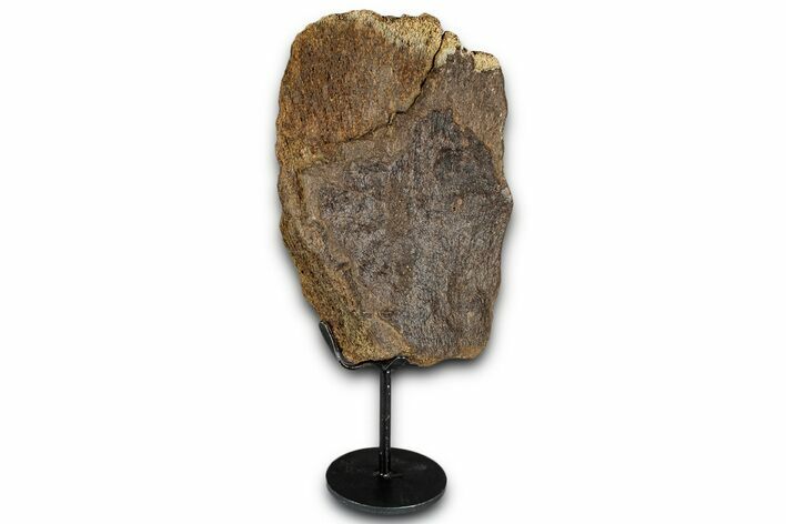 Fossil Triceratops Limb Section w/ Metal Stand - South Dakota #350617